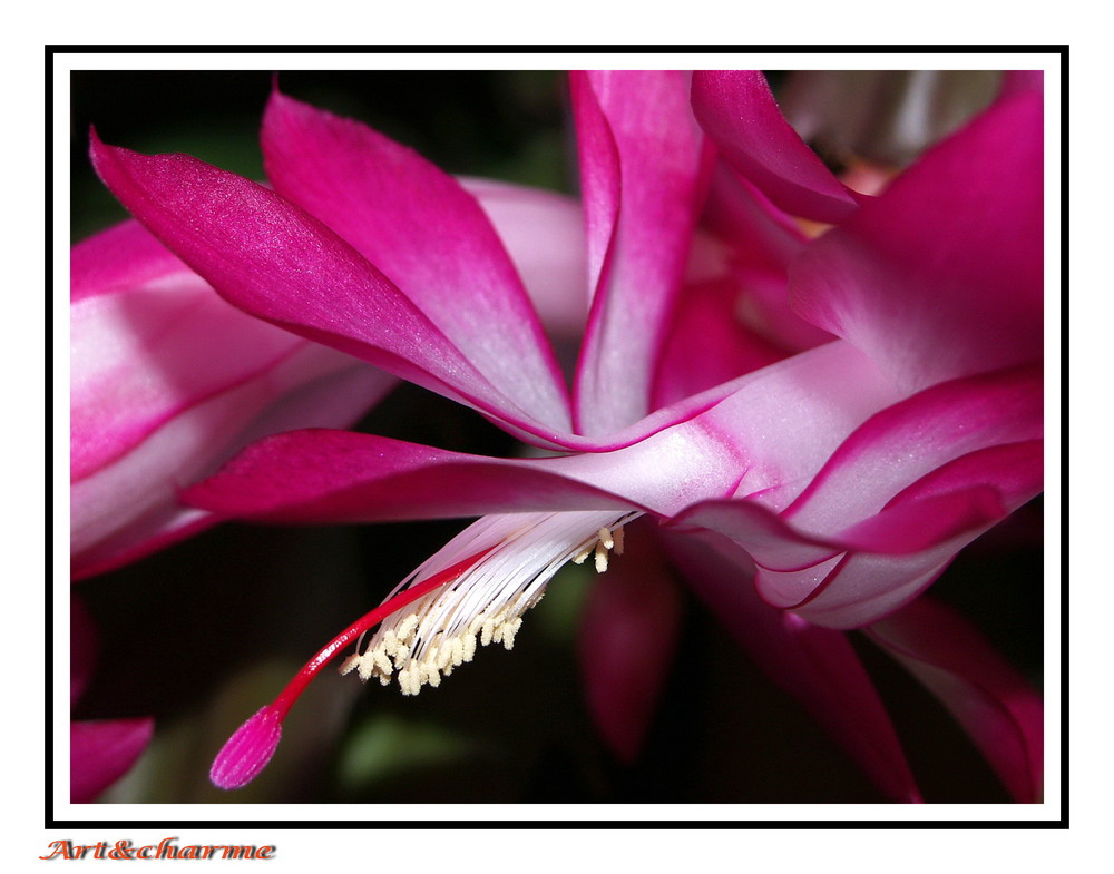 schlumbergera