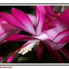 schlumbergera