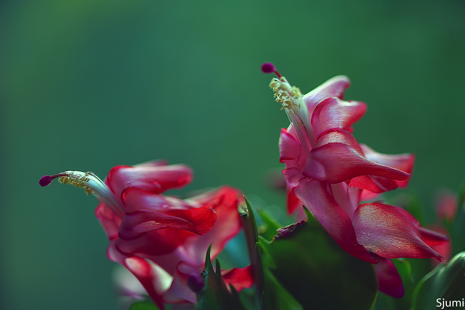 Schlumbergera