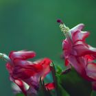 Schlumbergera