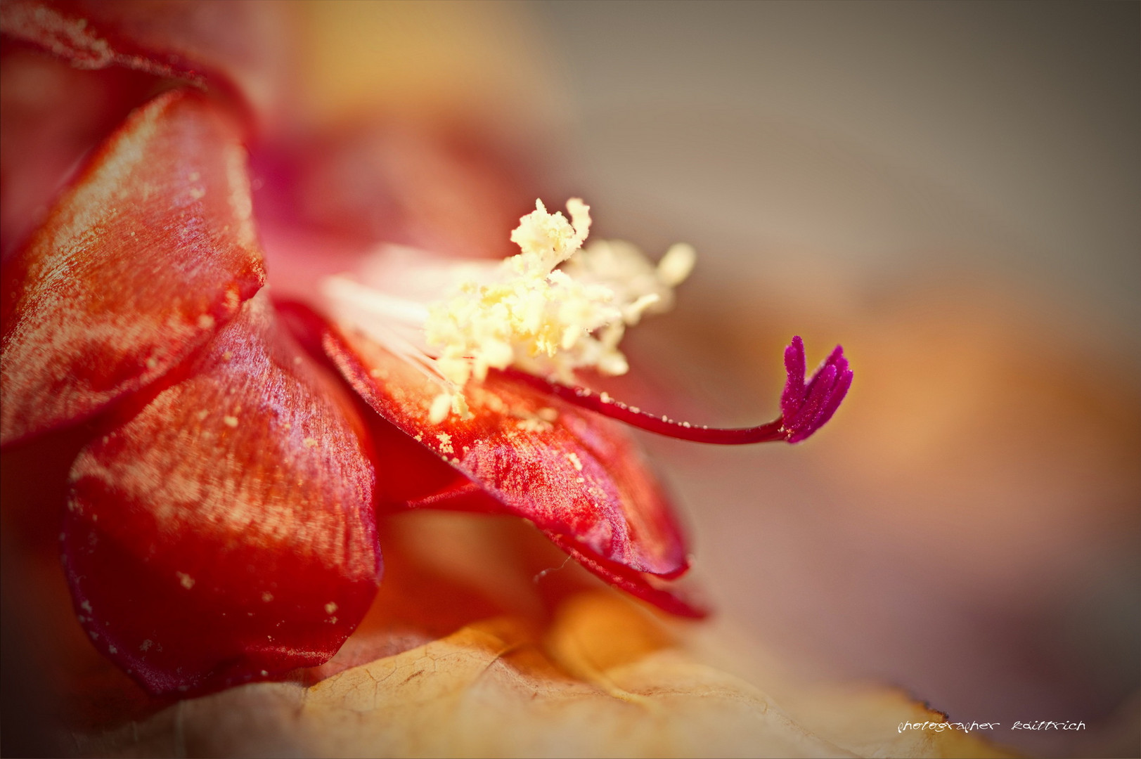 Schlumbergera...