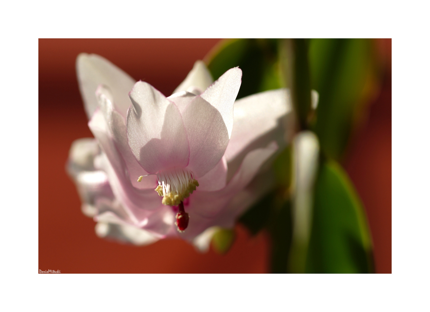 Schlumbergera