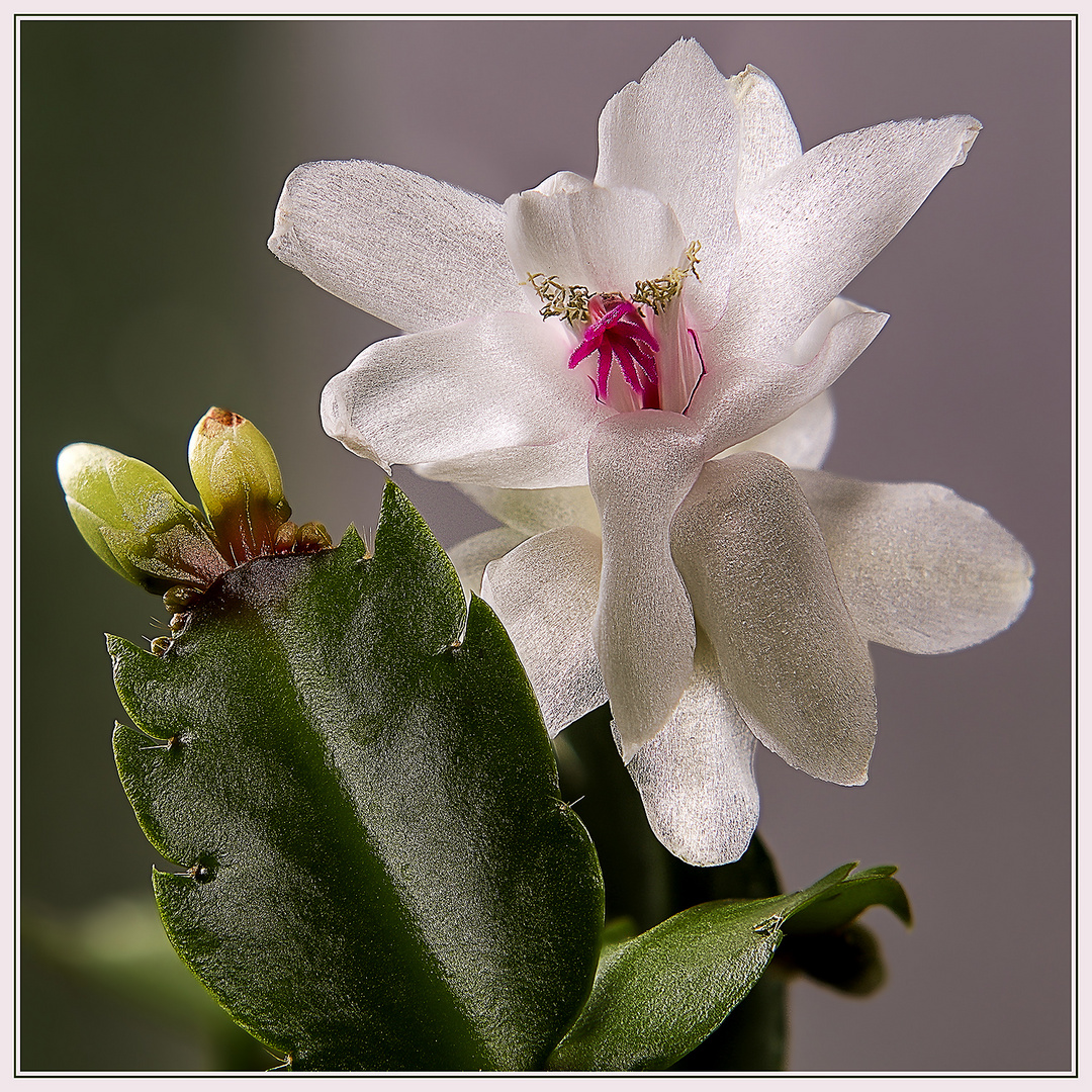 Schlumbergera... Foto & Bild pflanzen, pilze & flechten, bäume
