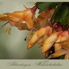 Schlumbergera -Hybride - Weihnachtskaktus