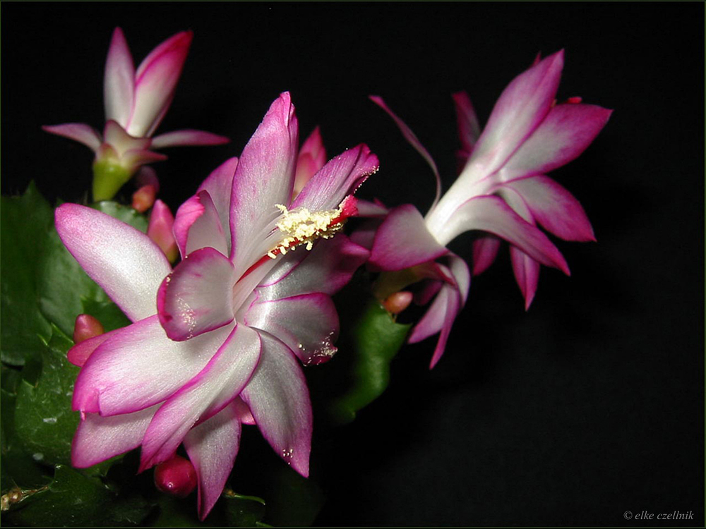 Schlumbergera-Hybriden/Weihnachtskaktus