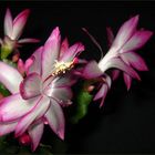 Schlumbergera-Hybriden/Weihnachtskaktus