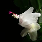 Schlumbergera III