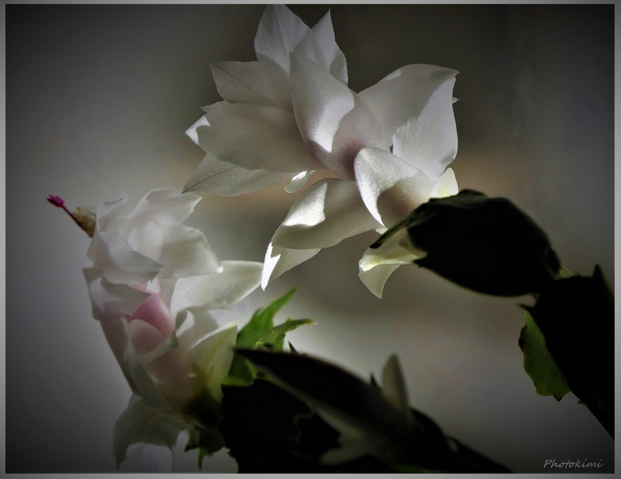 Schlumbergera (IV)