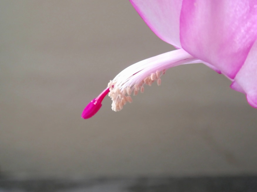 Schlumbergera l