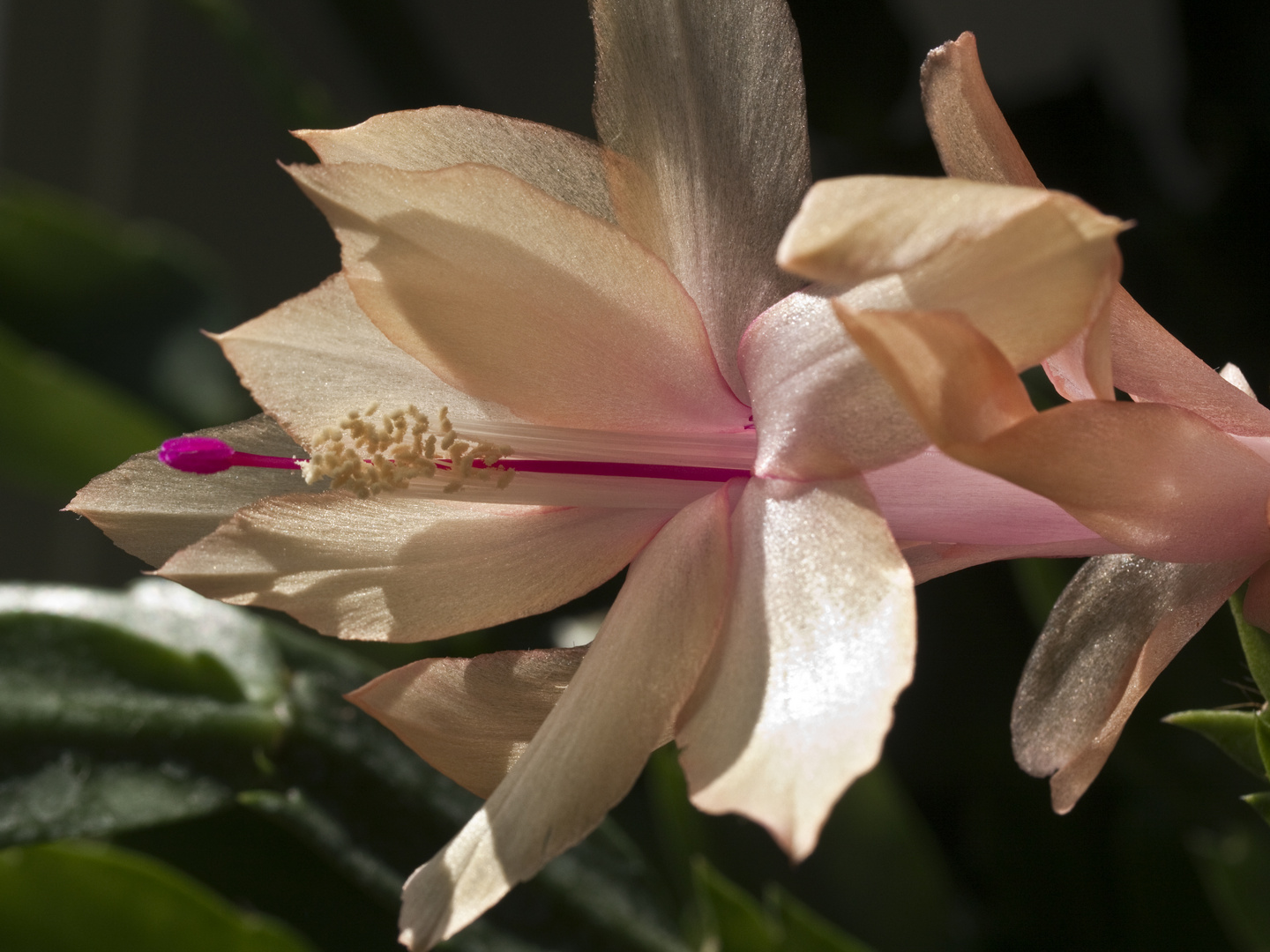 Schlumbergera 'Thor-Liva'_6179