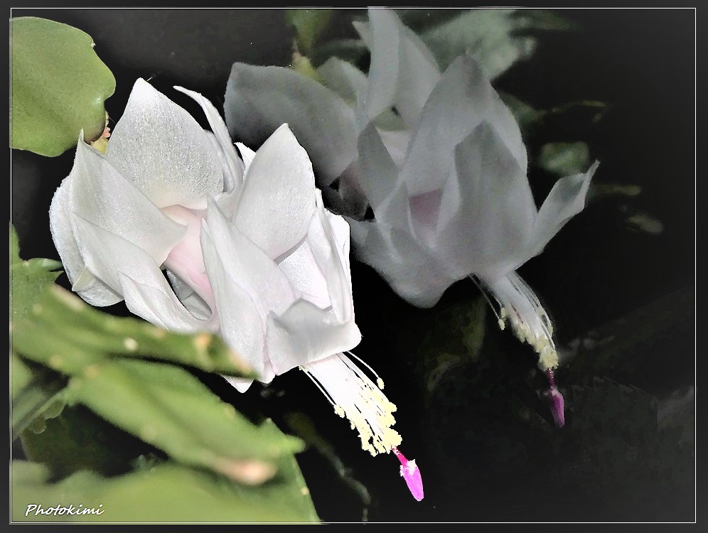 Schlumbergera truncata (Weihnachtskaktus) mit ihrem Spiegelbild