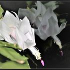 Schlumbergera truncata (Weihnachtskaktus) mit ihrem Spiegelbild