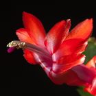 Schlumbergera (Weihnachtskakte)