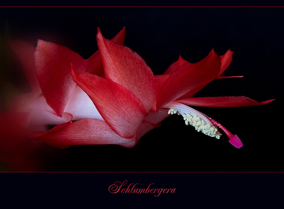 Schlumbergera - Weihnachtskaktus....