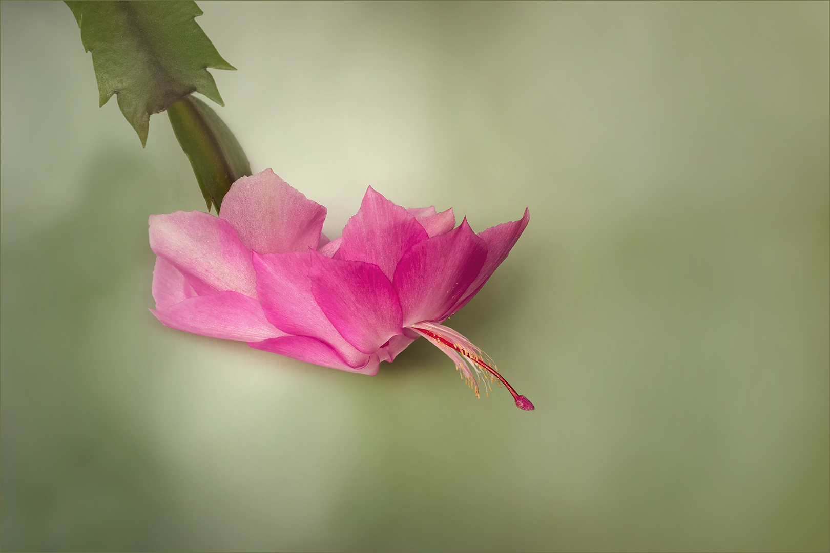 Schlumbergera - Weihnachtskaktus, Gliederkakatus....