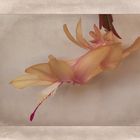 Schlumbergera - Zartes Apricot...