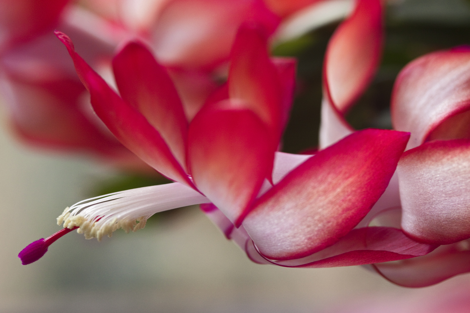 Schlumbergera_2049