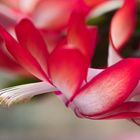 Schlumbergera_2049