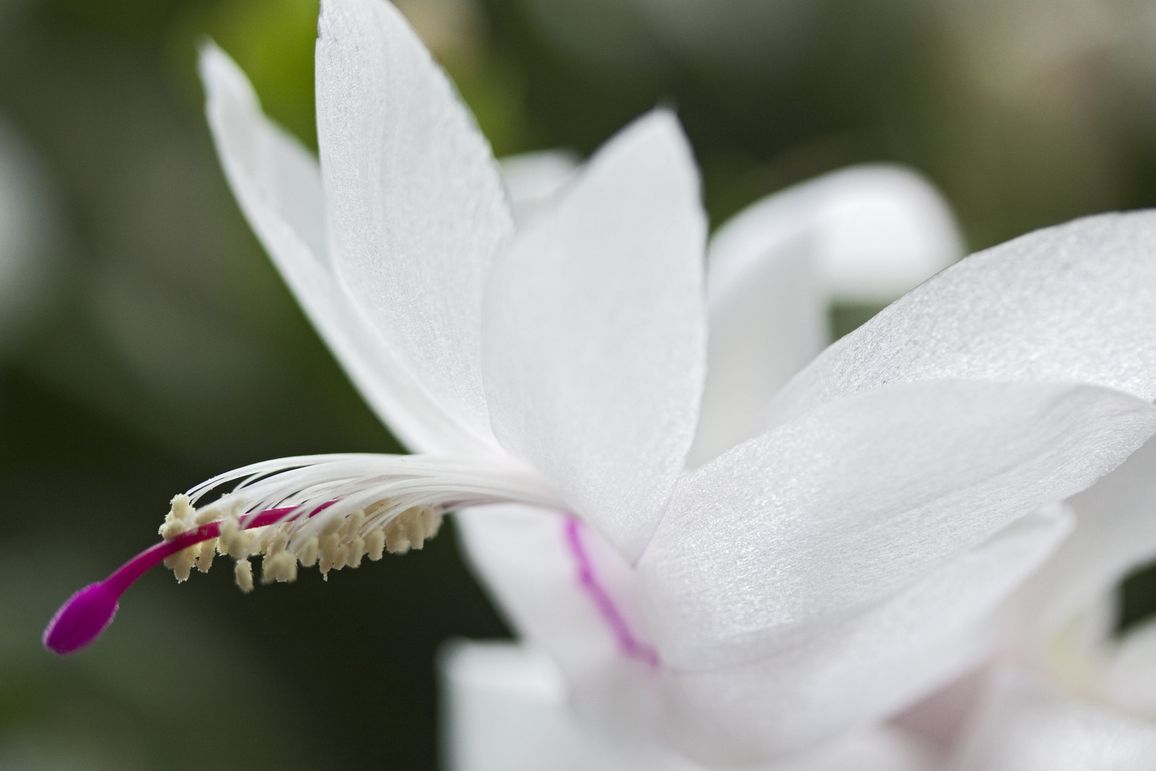 Schlumbergera_2050