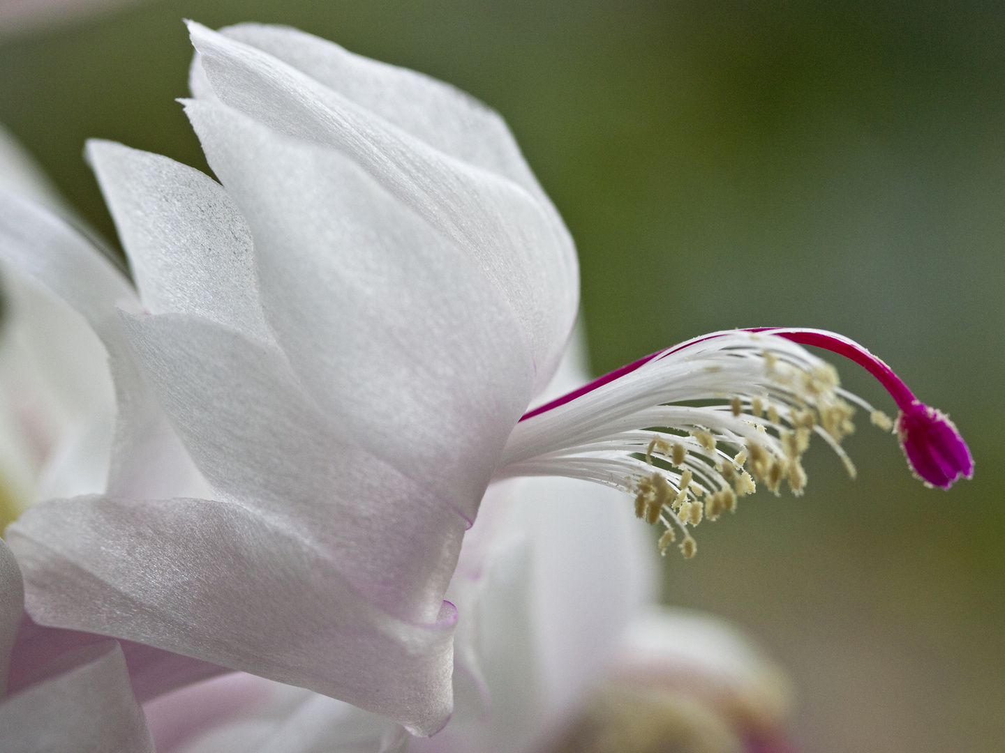 Schlumbergera_2055