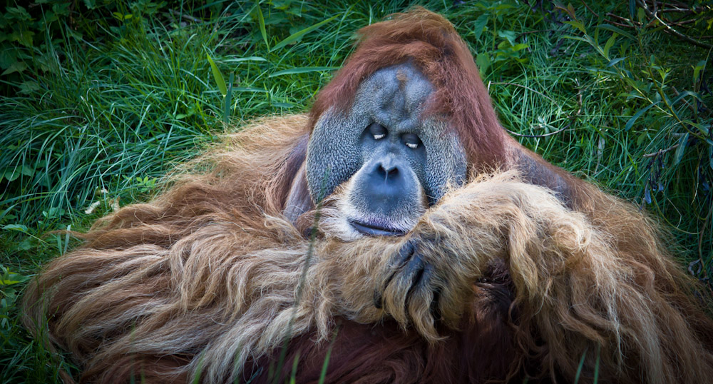 Schlummerchen