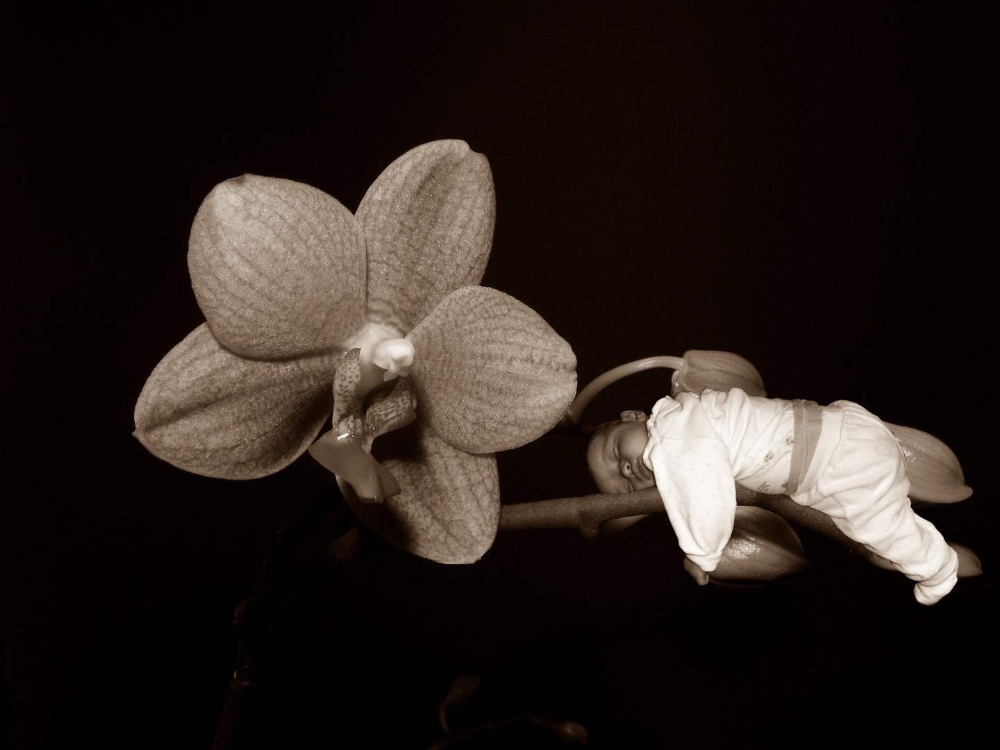 Schlummern auf der Blume