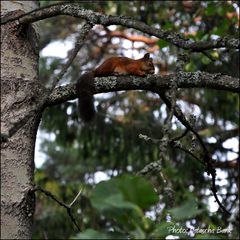 Schlummern im Baum