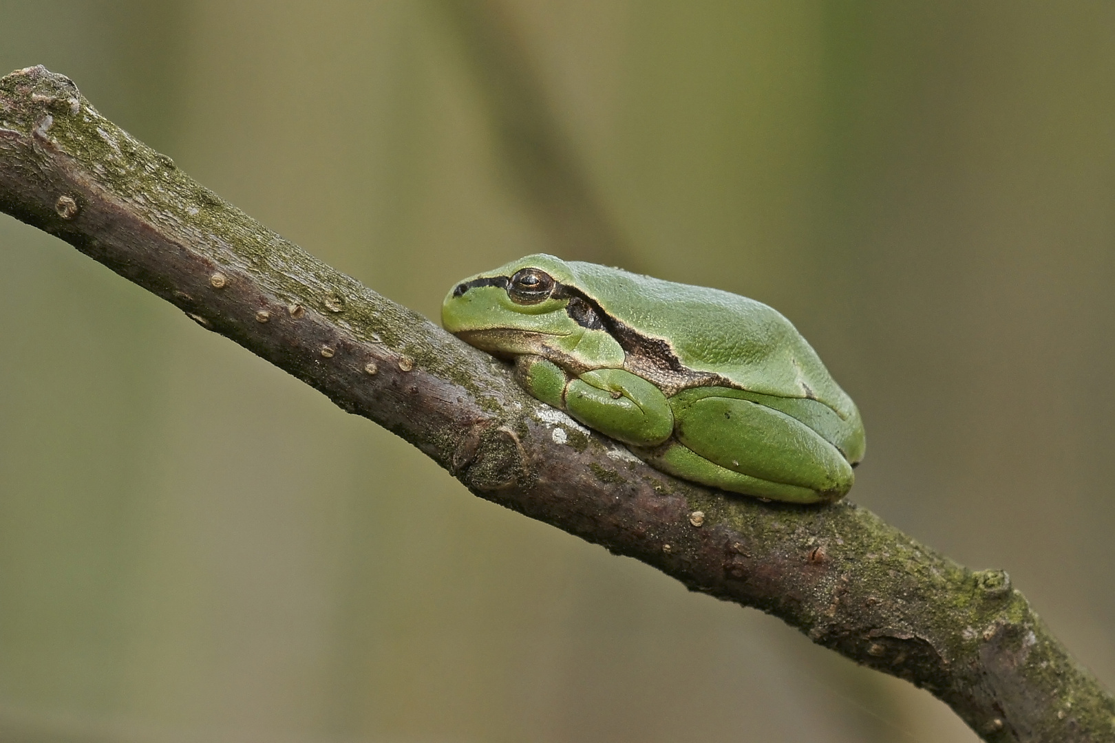 Schlummernder Laubfrosch (Hyla arborea)