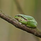 Schlummernder Laubfrosch (Hyla arborea)