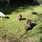 Schlumpi, Brokkoli und Skippy im Waldzoo Offenbach