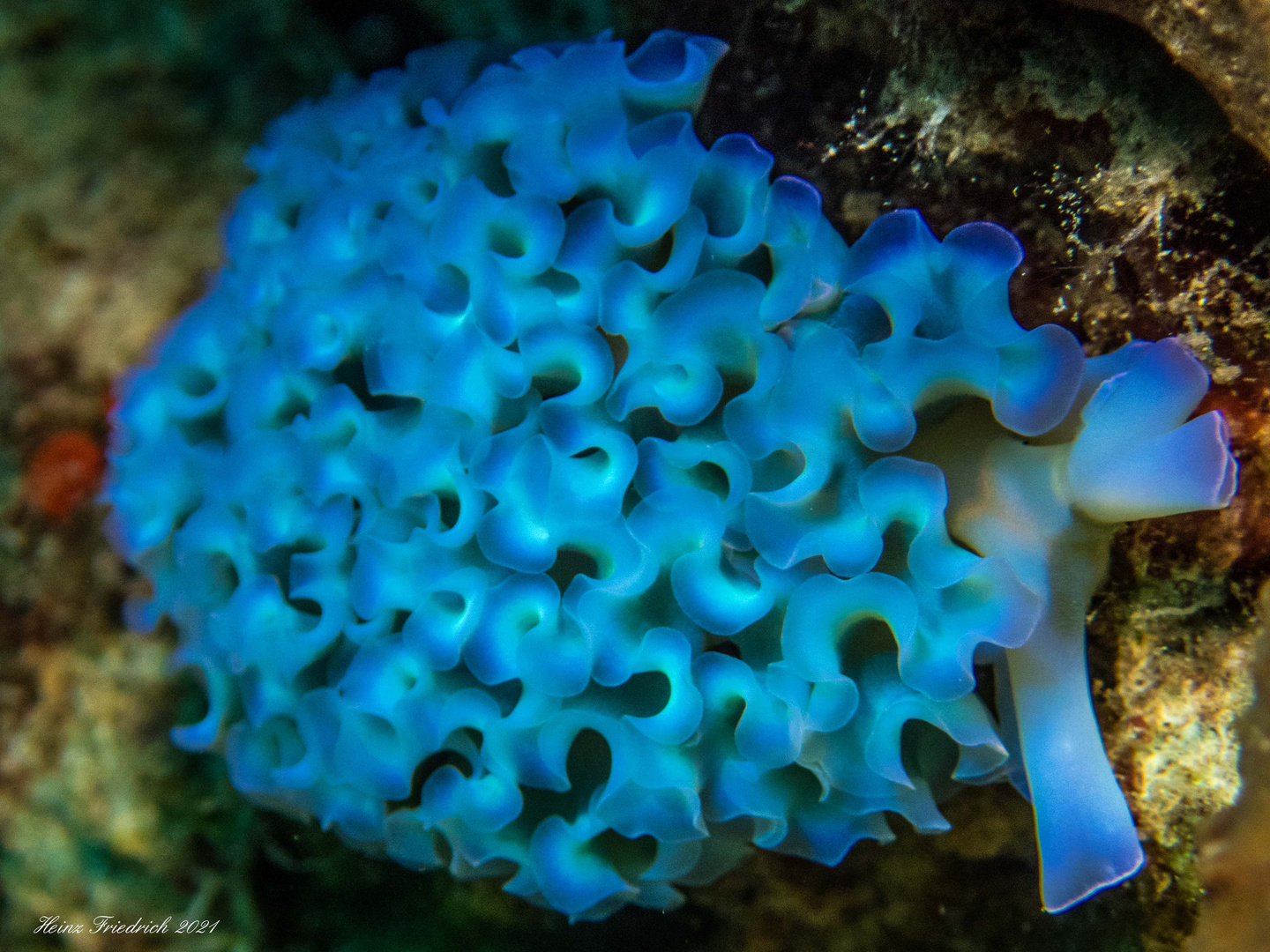 Schlundsackschnecke blau