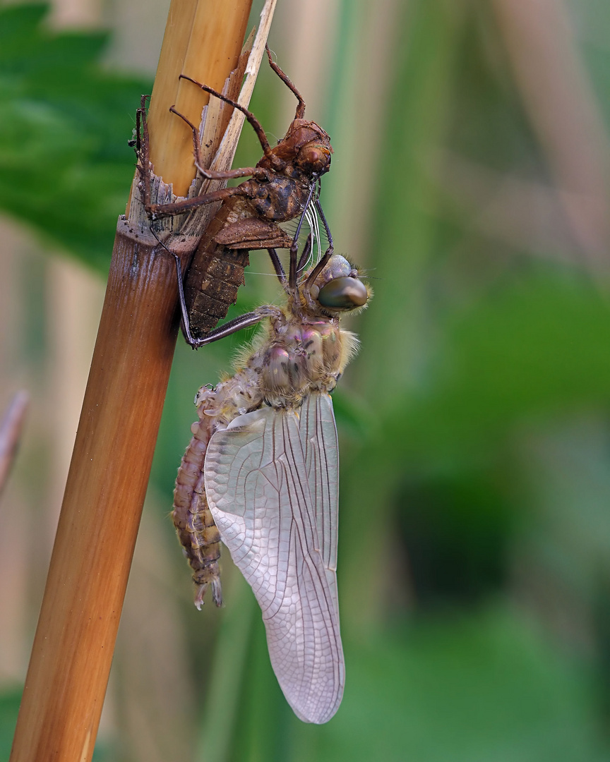 Schlupf der Falkenlibellen (Corduliidae)