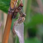 Schlupf der Falkenlibellen (Corduliidae)