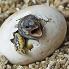 Schlupf der Griechischen Landschildkröte ( Nicht in Natur)