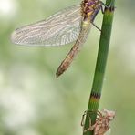 Schlupf der Östlichen Moosjungfer