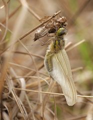 Schlupf der Vierflecklibelle