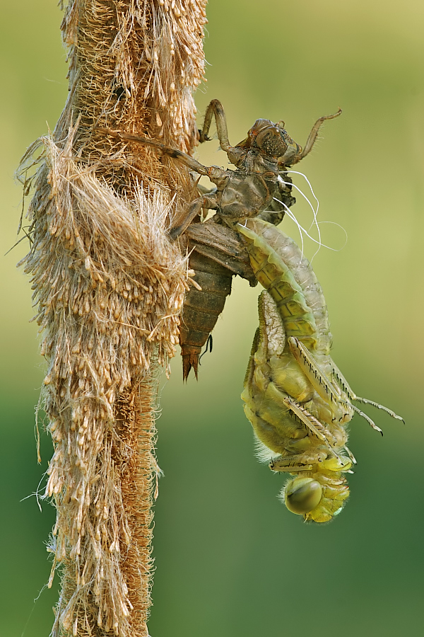 Schlupf des Grossen Blaupfeil