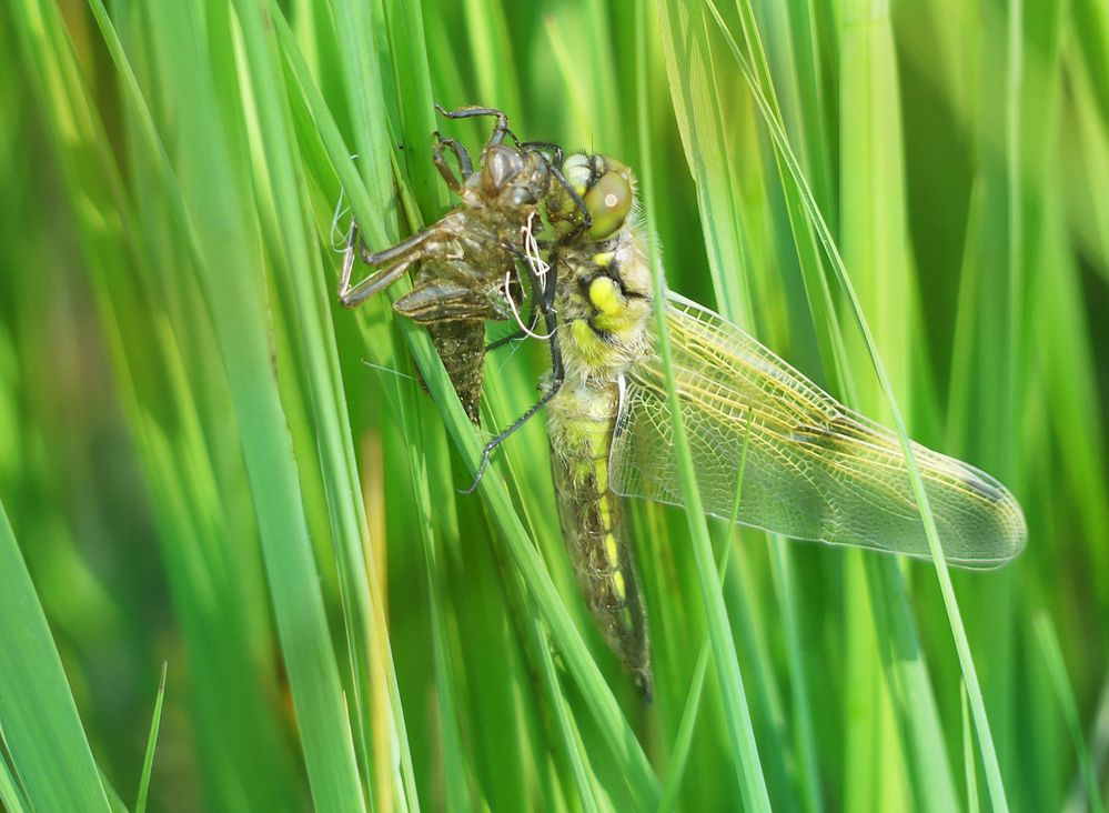 Schlupf eine Vierflecklibelle