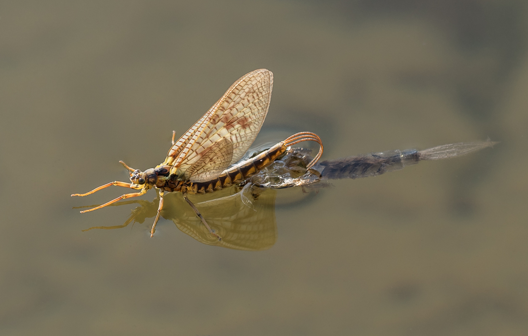 Schlupf einer Eintagsfliege