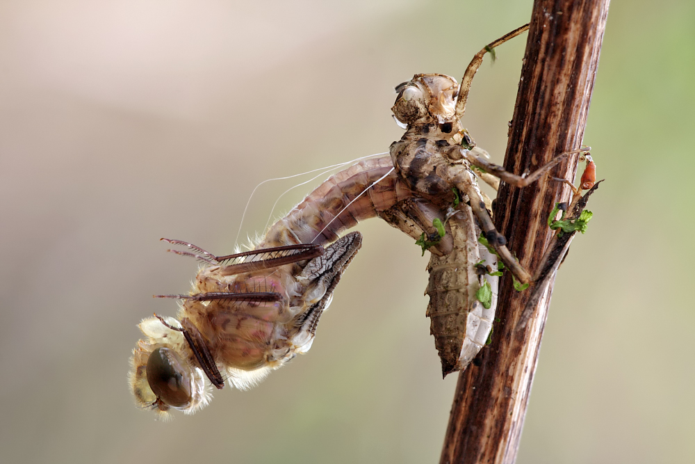 Schlupf einer Falkenlibelle (24.4.2012)