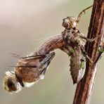 Schlupf einer Falkenlibelle (24.4.2012)