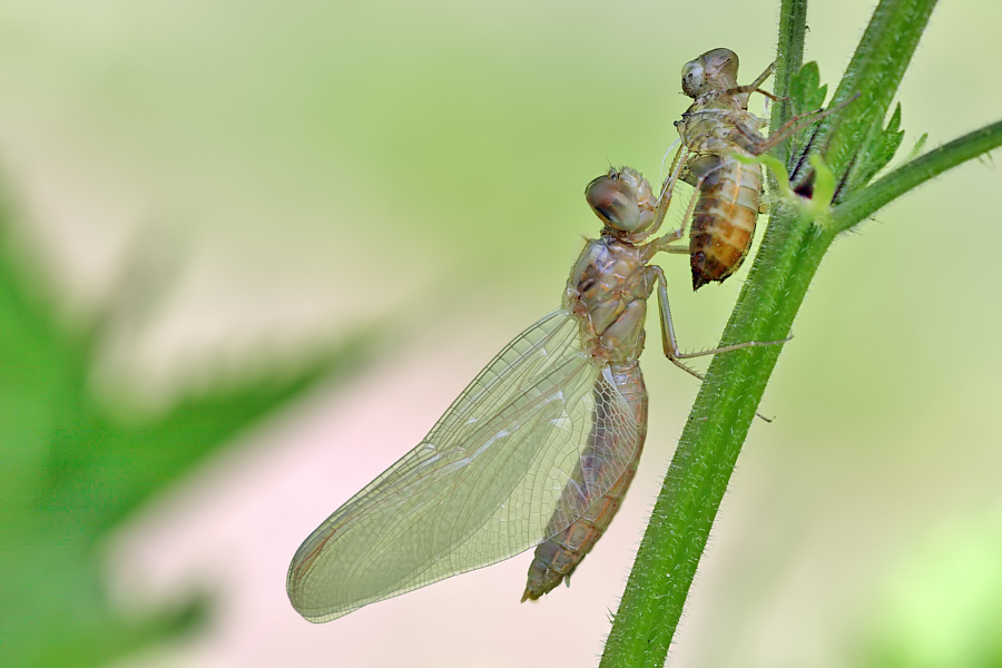 Schlupf einer Feuerlibelle