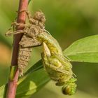 Schlupf einer Großen Blaupfeillibelle 4