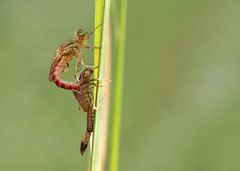 Schlupf einer Kleinlibelle