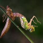 Schlupf einer Königslibelle