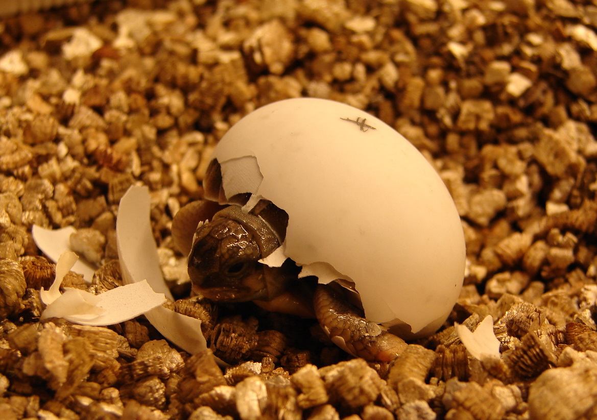 Schlupf einer Landschildkröte