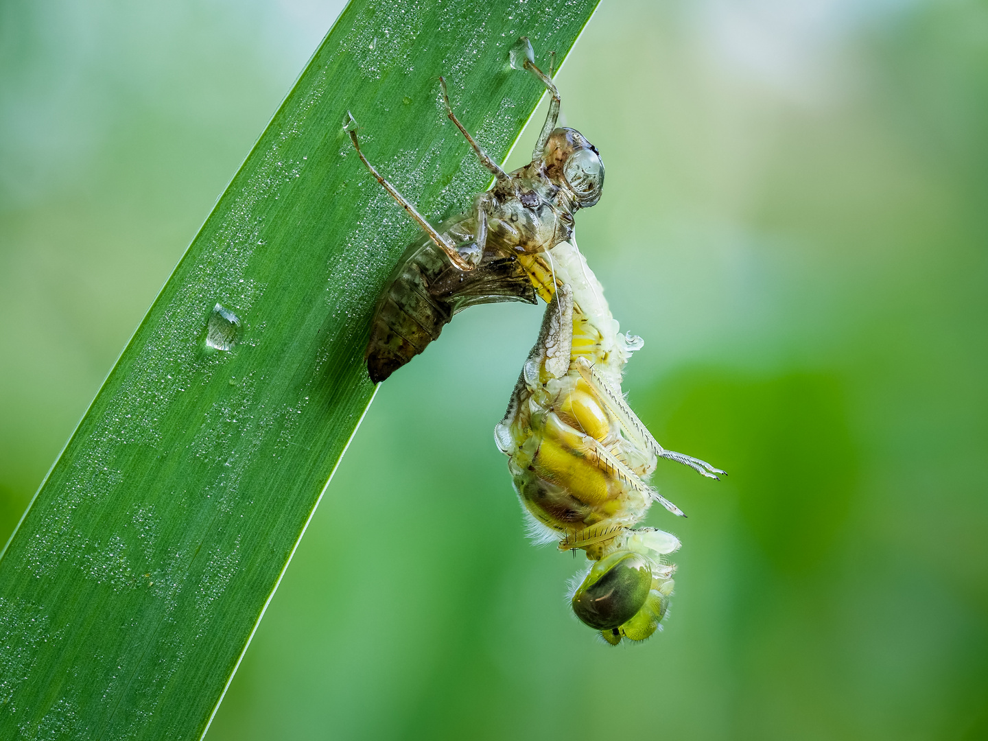 Schlupf einer Libelle