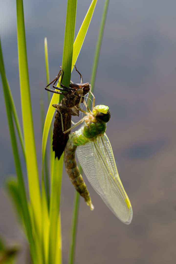 Schlupf einer Libelle