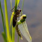 Schlupf einer Libelle