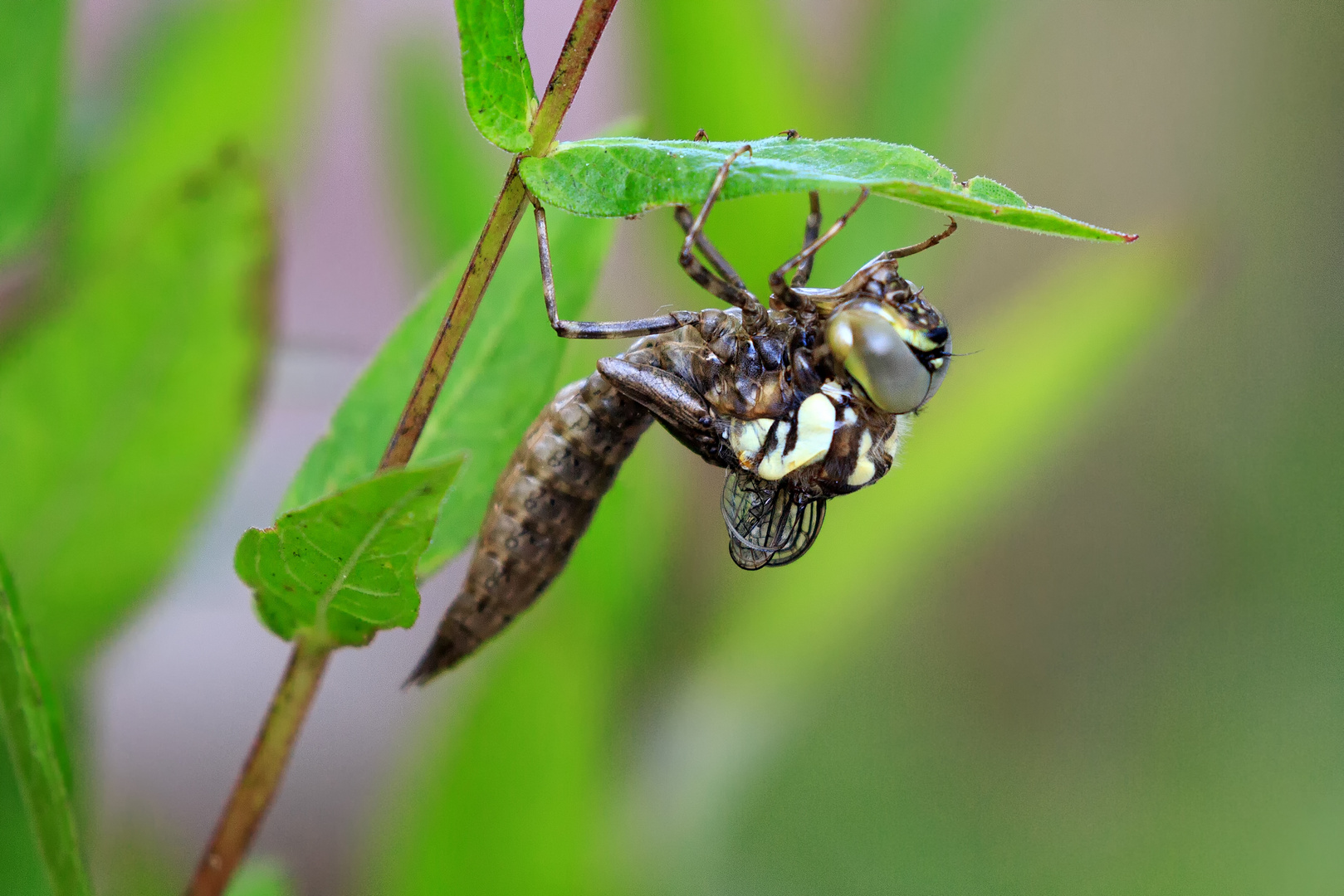 Schlupf einer Libelle